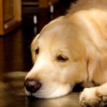 愛犬の老化や認知症にもココナッツオイルの効果がある！