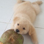 ココナッツオイルの犬猫ペットへの効果、量や注意点は？②