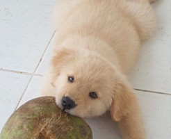 coconut03