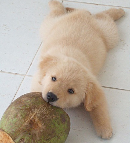 coconut03