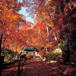 粟生光明寺ランチと京都の紅葉の見頃2016は？