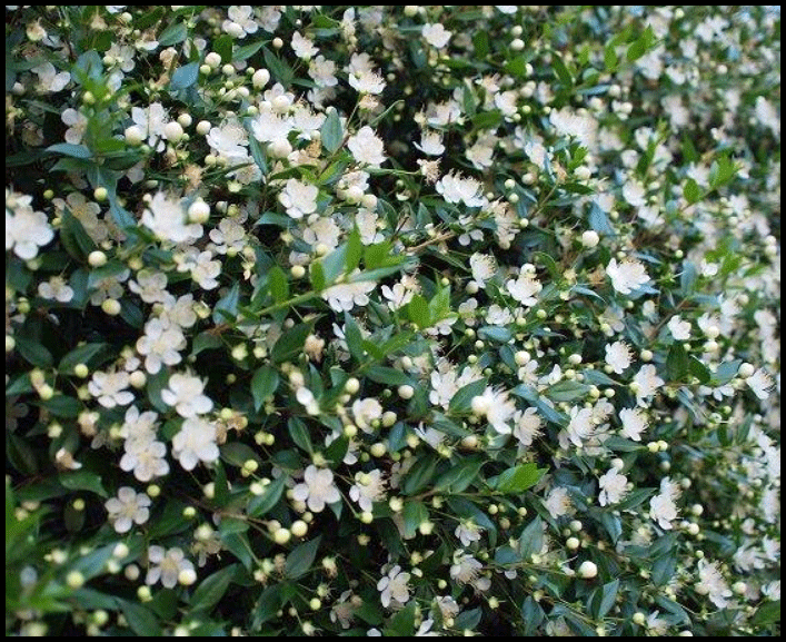 ギンバイカ生垣写真と剪定育て方は 挿し木で銀梅花マートルは育つ きてみてオアシスどっと混む