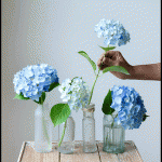 紫陽花しおれる原因と花瓶で長持させる方法コツは？